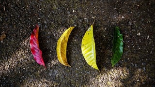 Help Your Mobile API Ecosystem to Flourish