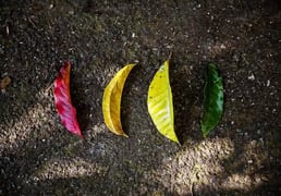 Help Your Mobile API Ecosystem to Flourish