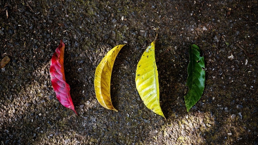 Four different coloured leaves on the ground