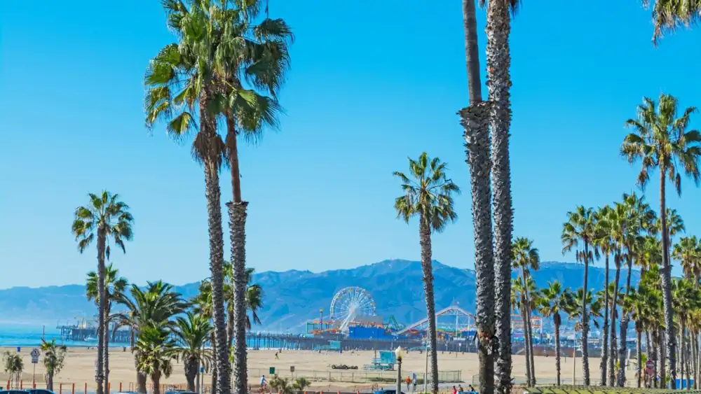 Palm trees in Santa Monica, beach view